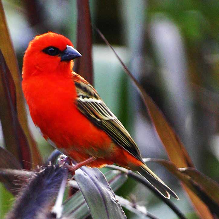 Le Cardinal, oiseau de l'Ile de la Runion - Photo Christophe EYQUEM